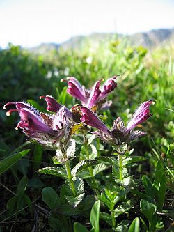  Bartsia alpina