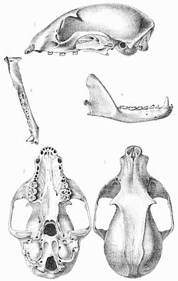  Dessins du crâne d'un olingo commun (espèce typedu genre) ayant accompagné la descriptionoriginale de 1876 par Joel Asaph Allen