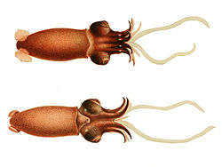  Bathyteuthis abyssicola