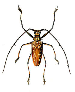  Batocera victoriana