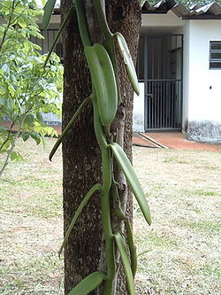  Vanilla planifolia au Brésil
