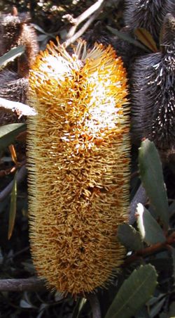  Banksia conferta var. peniciliata