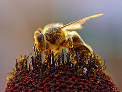 Abeille en train de collecter du pollen.