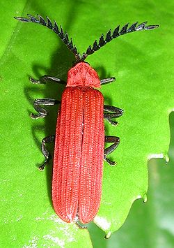 Un lycidae non-identifié du Kerala