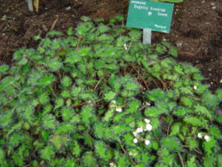  Begonia bowerae