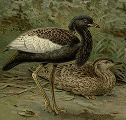 Représentation d'un mâle (devant)et d'une femelle (1895)