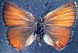  Callophrys mossii