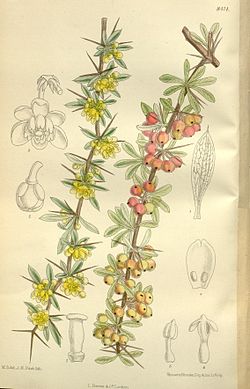  Berberis wilsoniae