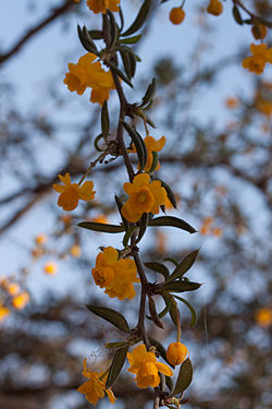 Berberis x stenophylla