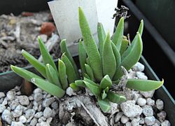  Bergeranthus scapiger (Haw.) Schwantes(espèce-type du genre Bergeranthus Schwantes)