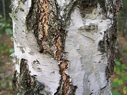  Aspect de l'écorce de Betula pendula à la base du tronc