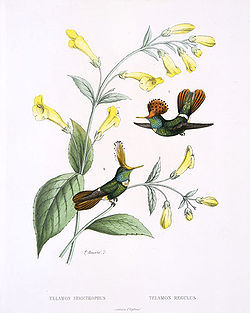 Coquette de Delattre mâle (à droite) (Lophornis delattrei)