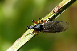 Bibio varipes (femelle)