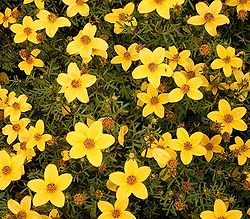  Bidens ferulifolia