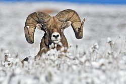  Ovis canadensis sierrae mâle, en hiver