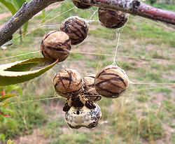  Celaenia sp. avec sacs d'œufs