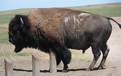  Bison bison