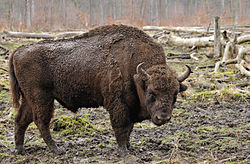  Bison d'Europe (Bison bonasus)