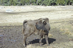 Jeune bison du parc