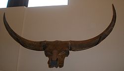  Crâne de Bison latifrons