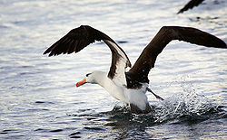  Albatros à sourcils noirs