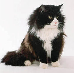 Black and white Norwegian Forest Cat.jpg