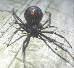  Latrodectus variolus 