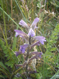  Orobanche purpurea