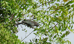  Malcoha à bec vert (Phaenicophaeus viridirostris)