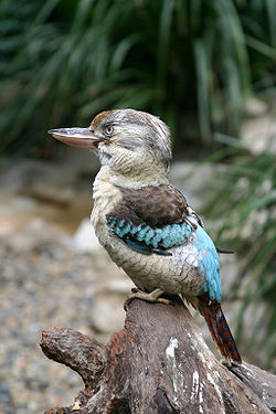  Martin-chasseur à ailes bleues (Dacelo leachii)