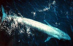 Une baleine bleue