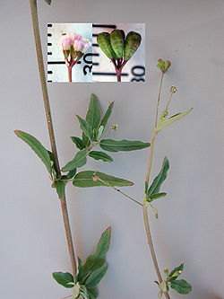  Boerhavia intermedia