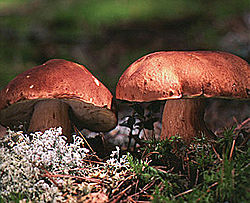  Boletus pinophilus