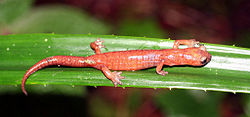  Bolitoglossa celaque