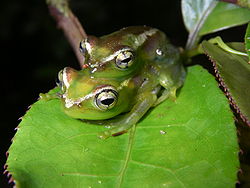  Boophis lilianae - amplexus.