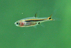  Boraras uraphthalmoides