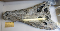   Crâne de Borealosuchus