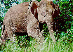  Éléphant de Bornéo