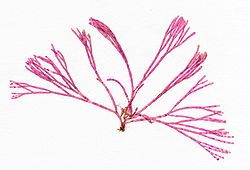  Échantillon d'herbier de Bornetia secundiflora (largeur 8 cm)