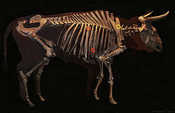 Aurochs (Bos primigenius). Squelette d'aurochs datant de 7500 avant notre ère