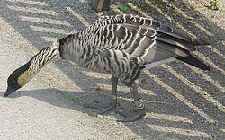  Branta sandvicensis