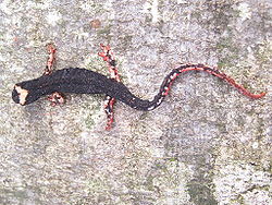  Salamandrina terdigitata