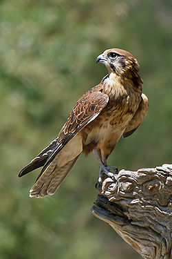  Falco berigora