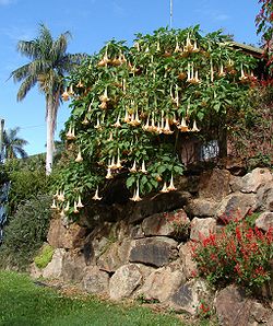  Brugmansia versicolor