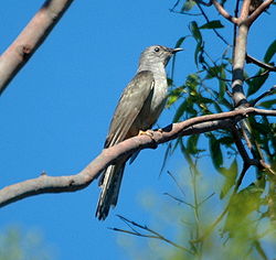  Coucou des buissons (Cacomantis variolosus)