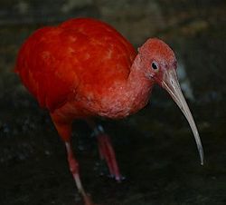  Ibis rouge (Eudocimus ruber)