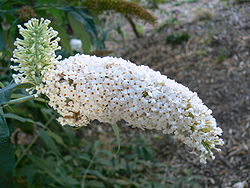  Buddleja albiflora 