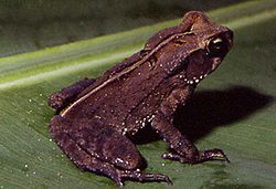  Rhinella abei