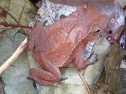  Rhinella hoogmoedi