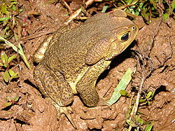  Rhinella icterica